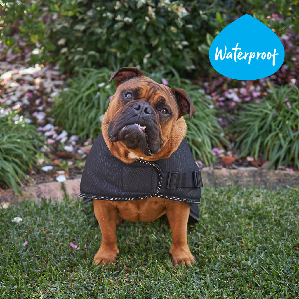 Kazoo best sale dog coats