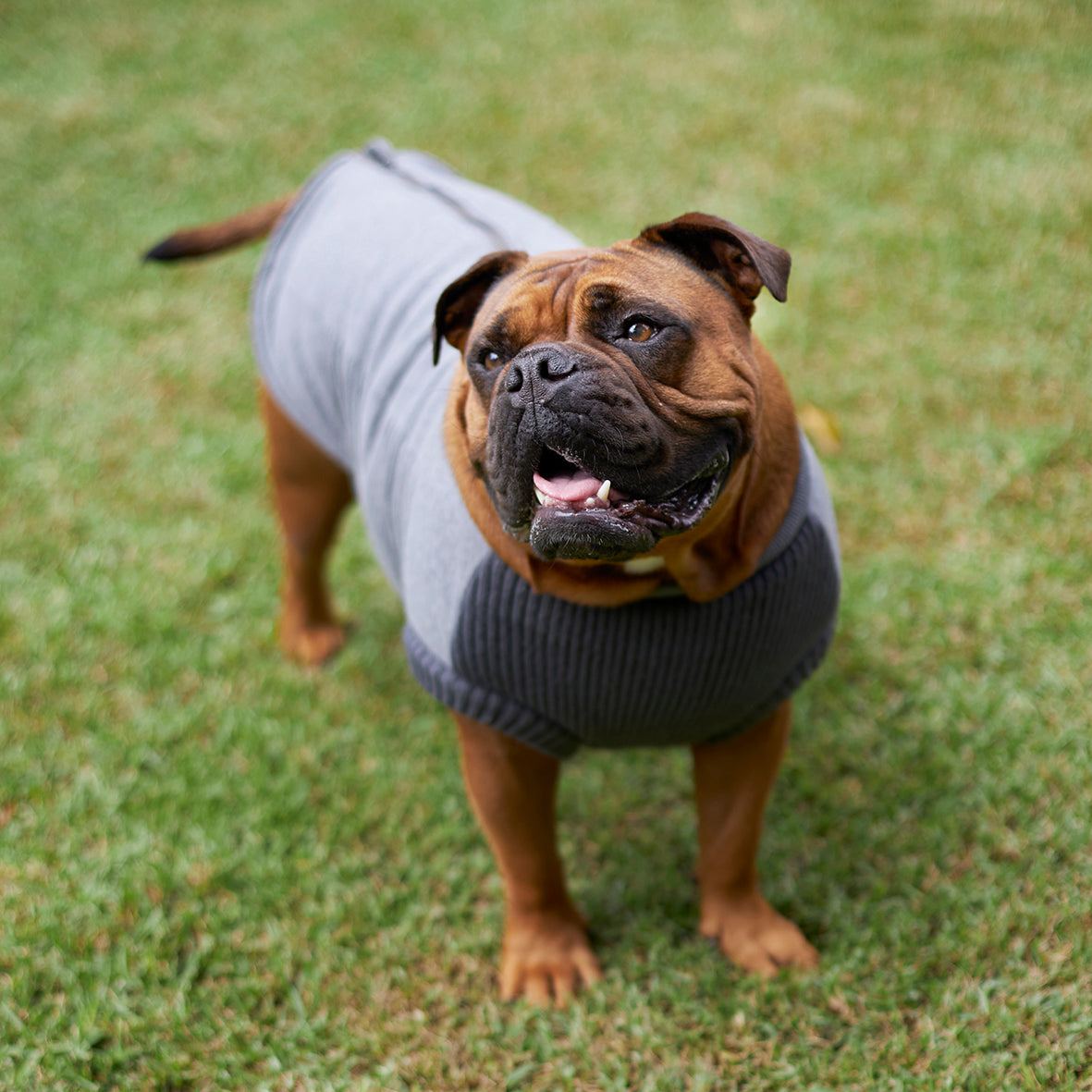 Kazoo dog new arrivals jacket