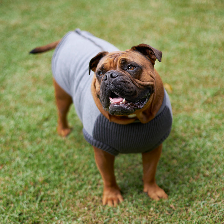 Armadillo Dog Jacket