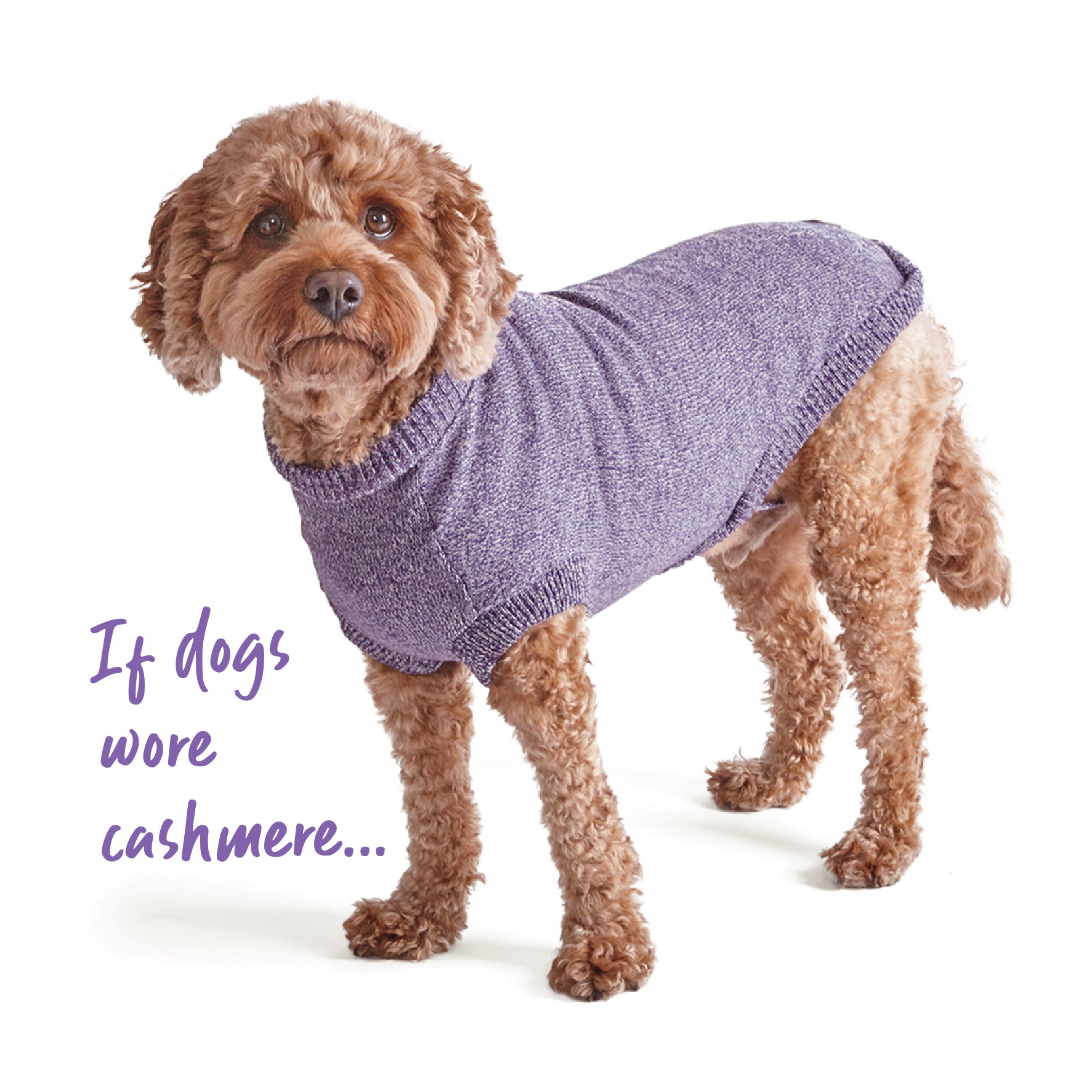 Dog Jumpers Knitted Jumpers for Dog Puppy Staffy Jumpers Kazoo Pet CoTagged dog clothing Australia