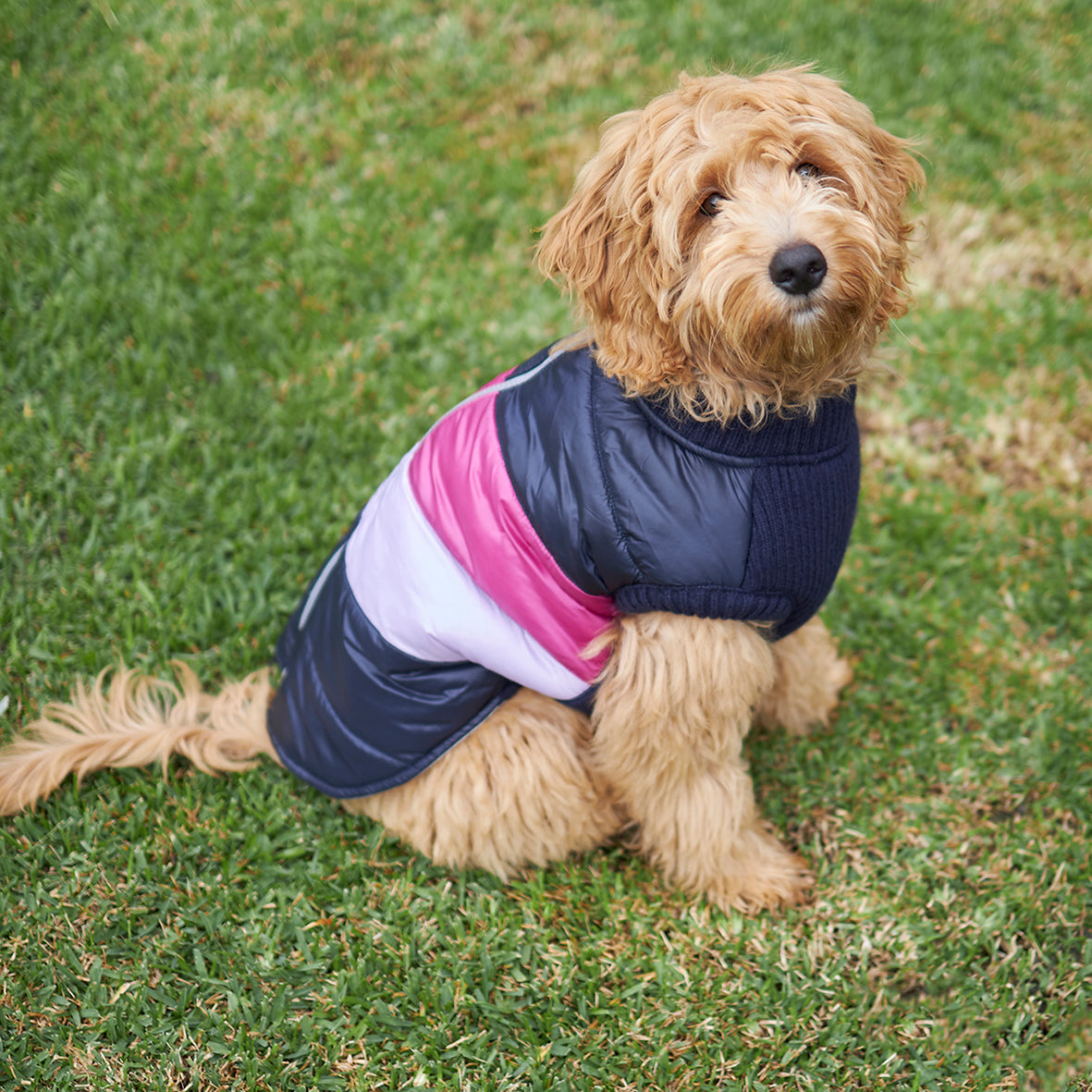 Dog jackets australia hotsell