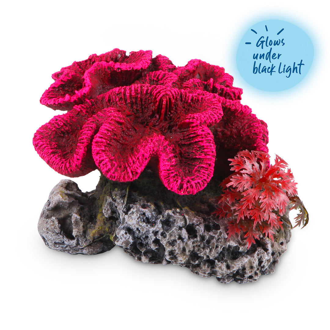 Coral With Plant