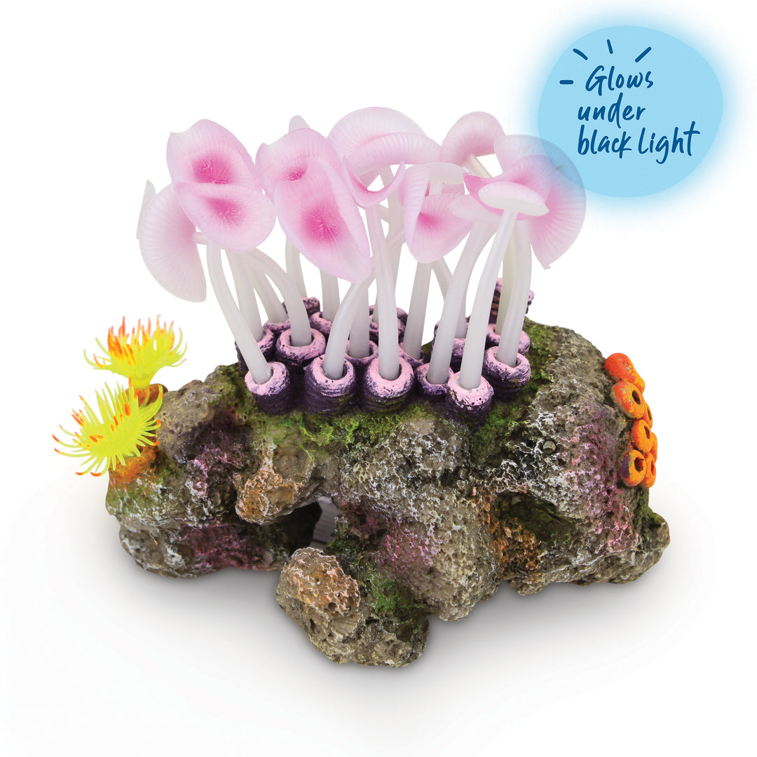 Mushroom Coral On Rock