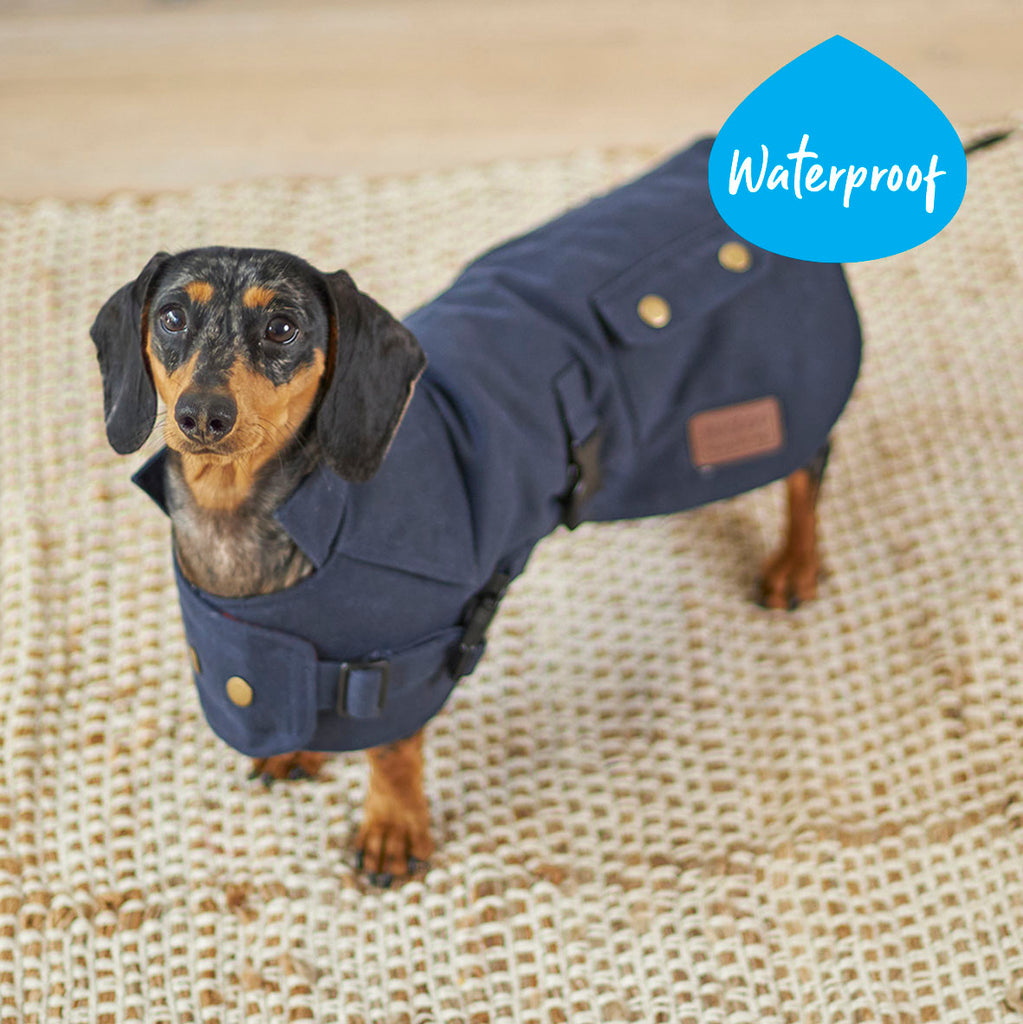 Dachshund new arrivals jackets australia