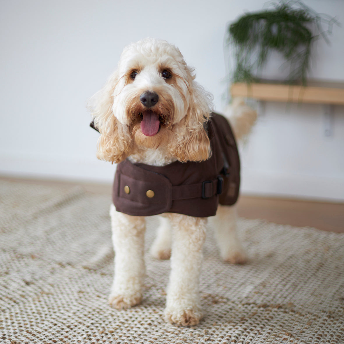 Aussie Oilskin Dog Coat Brown Kazoo Pet Co