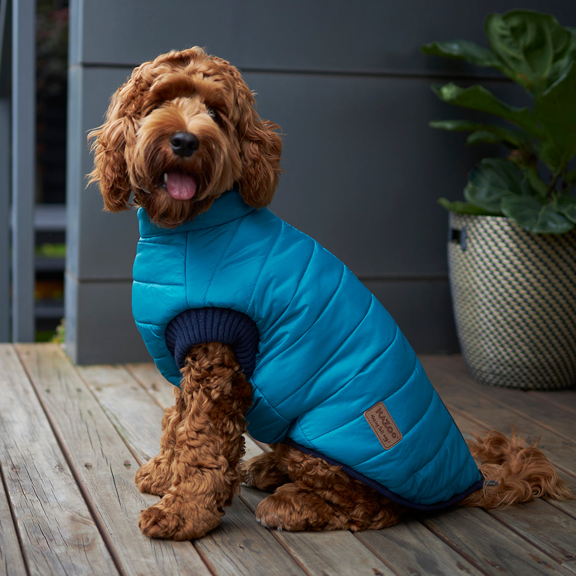 Kazoo snuggle jacket store