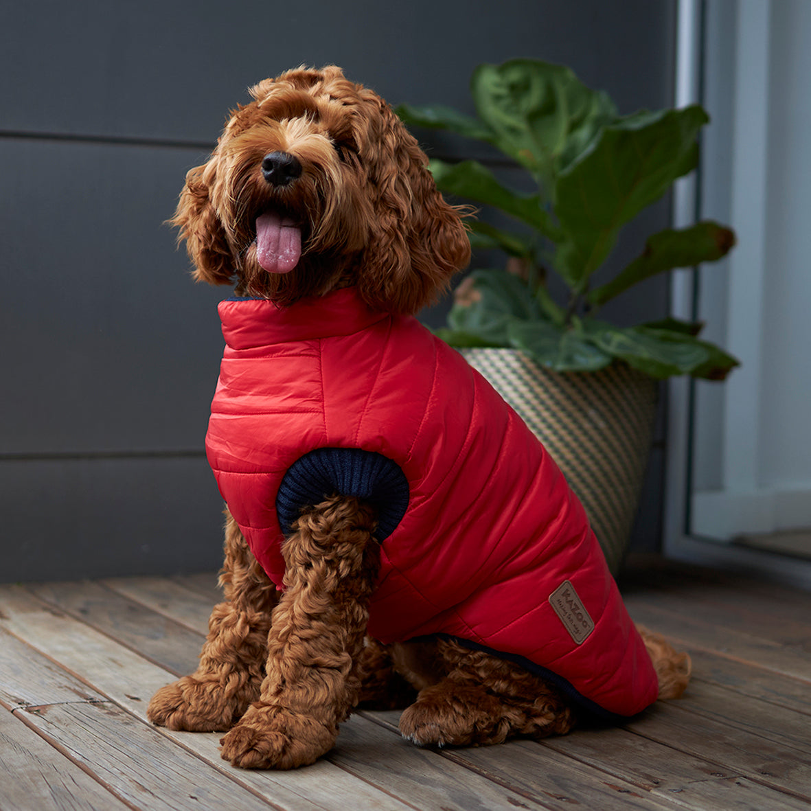 Kazoo snuggle jacket sale