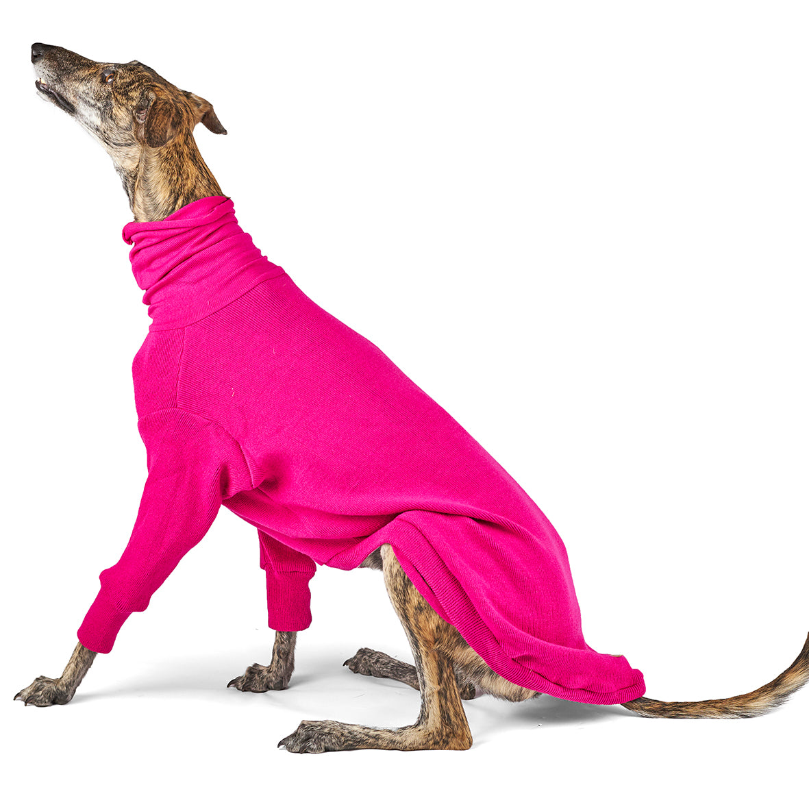 Greyhounds in jumpers top