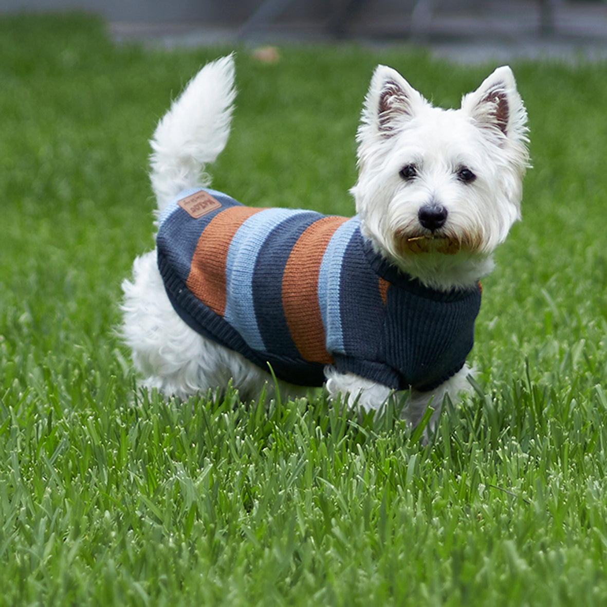 Bumble Dog Jumper Seagrass Kazoo Pet Co