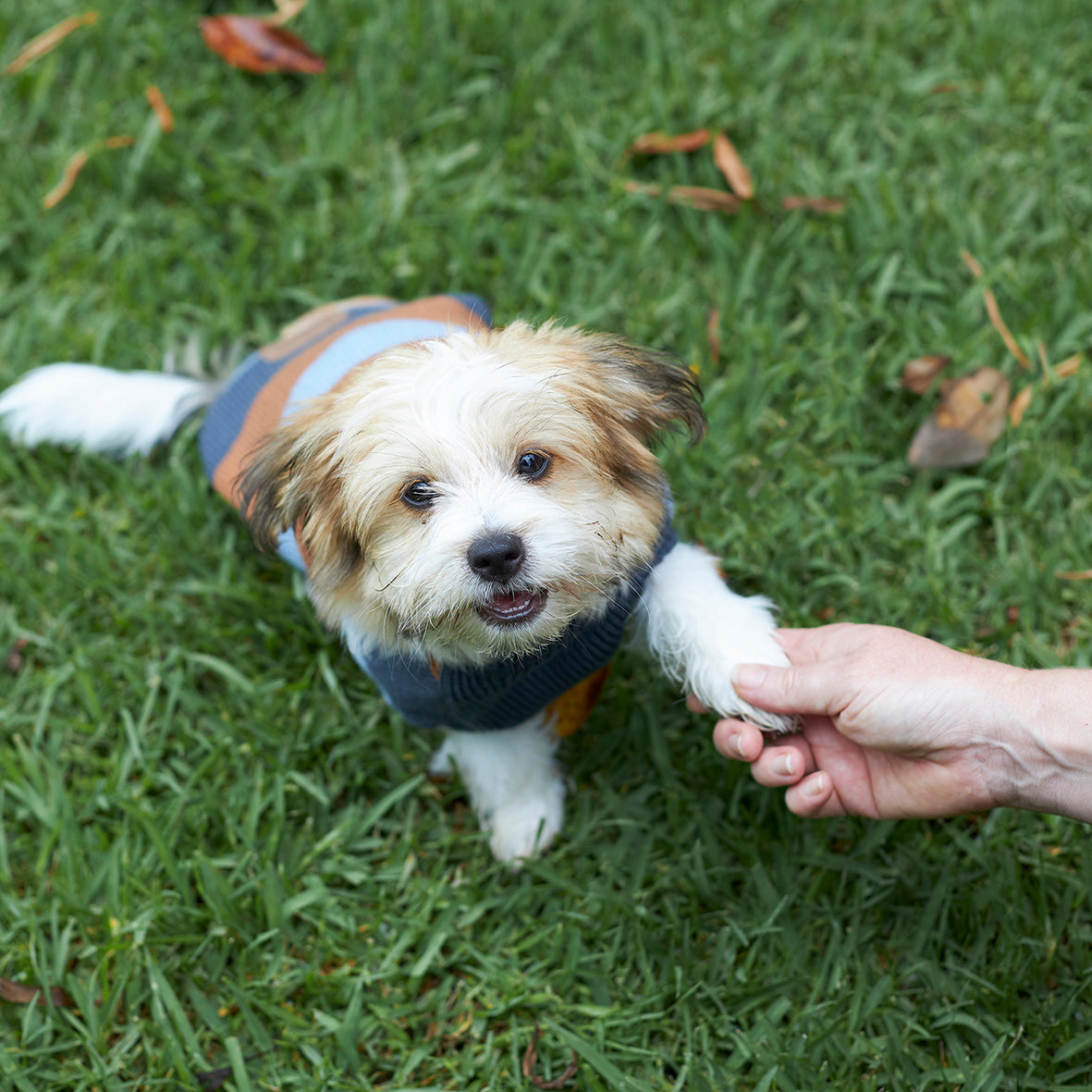 Bumble Dog Jumper Seagrass Kazoo Pet Co