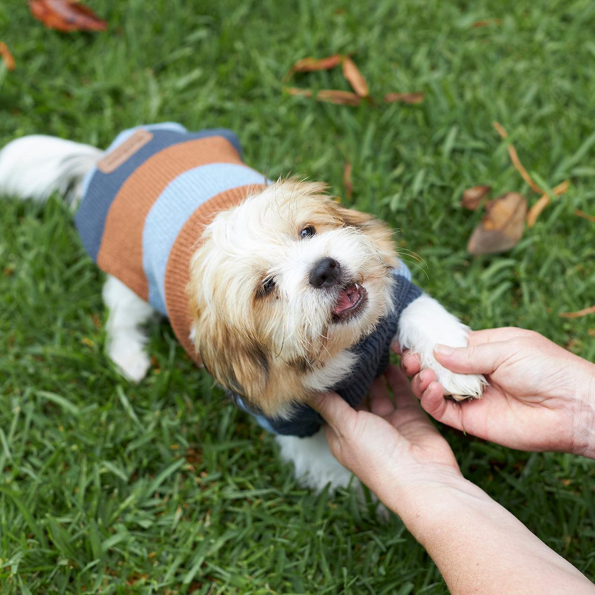 Bumble Dog Jumper Seagrass Kazoo Pet Co