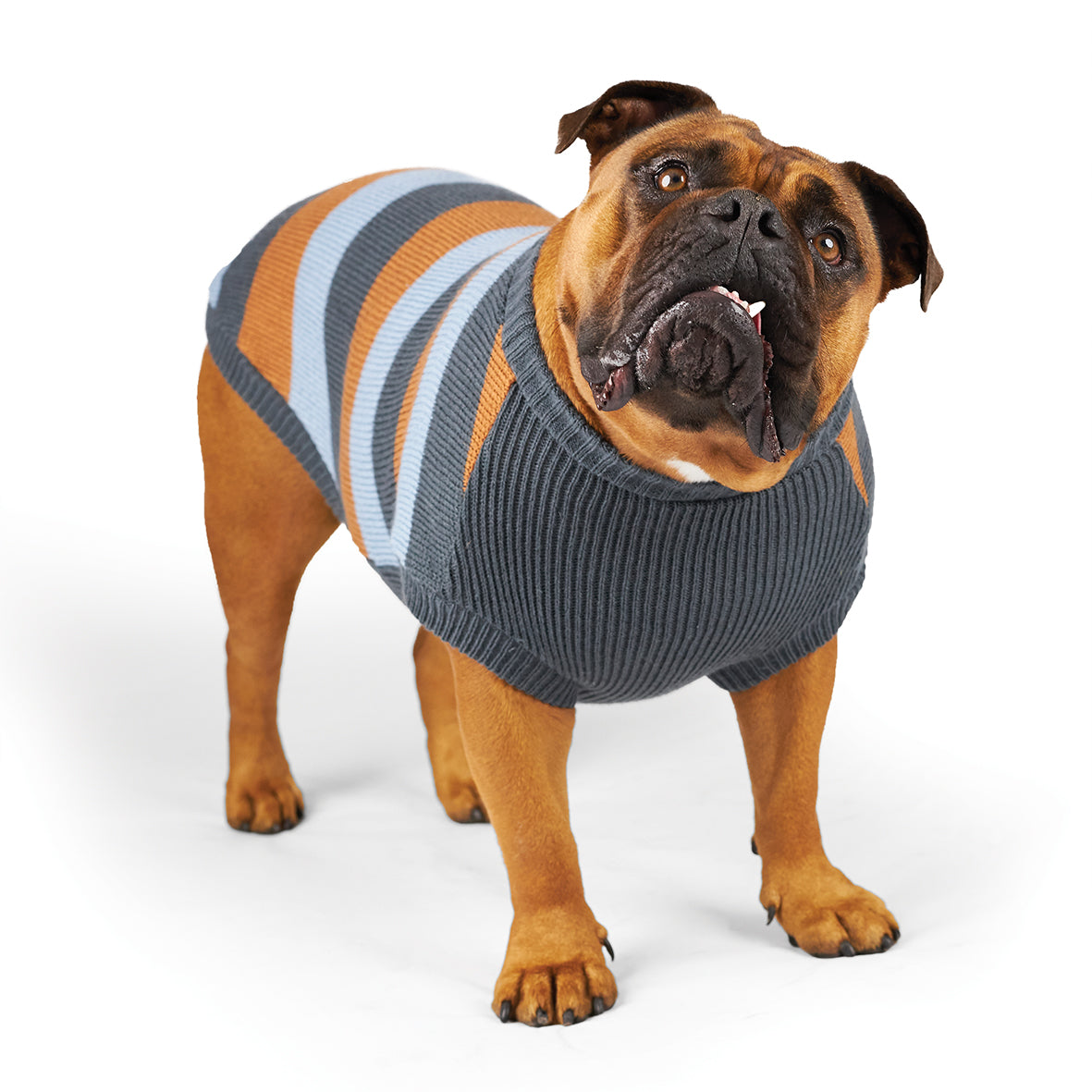 Bumble Dog Jumper Seagrass Kazoo Pet Co