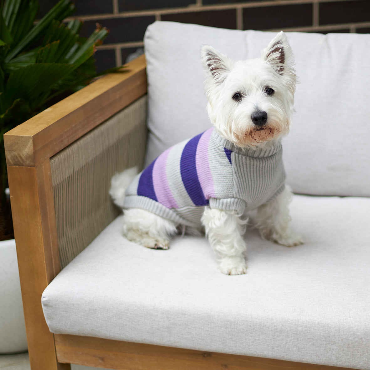 Bumble Dog Jumper Lavender Kazoo Pet Co
