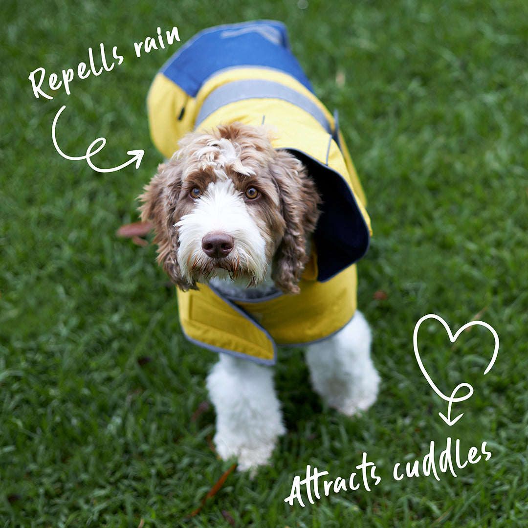 Labradoodle raincoat top