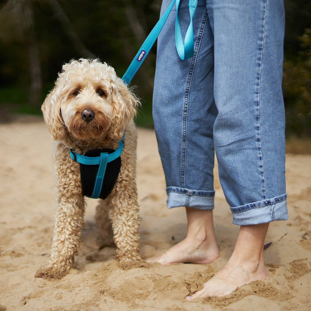 Classic Walking Dog Harness - Aqua