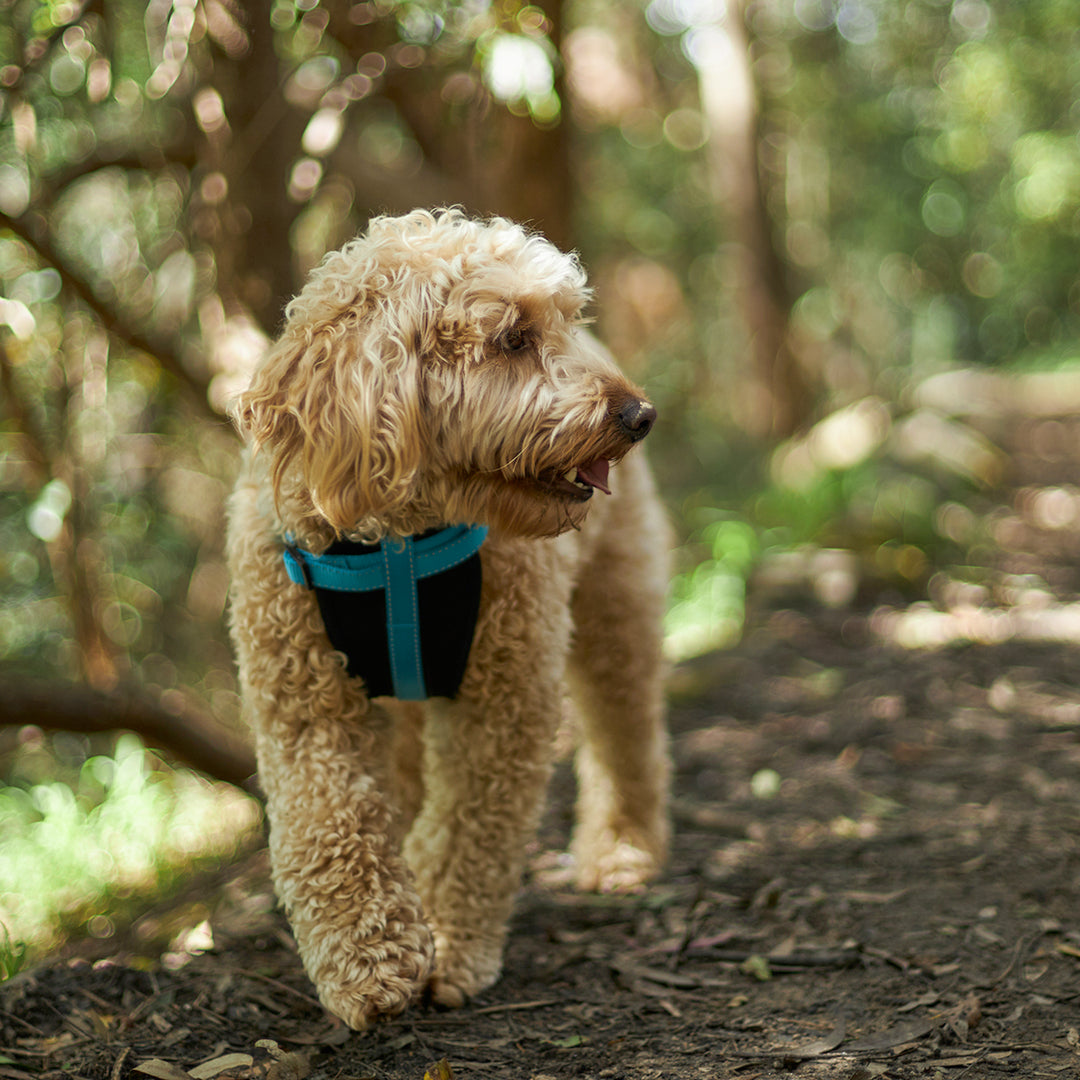 Classic Walking Dog Harness - Aqua
