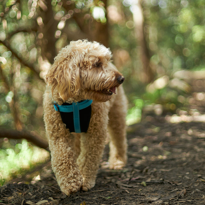 Classic Walking Dog Harness - Aqua