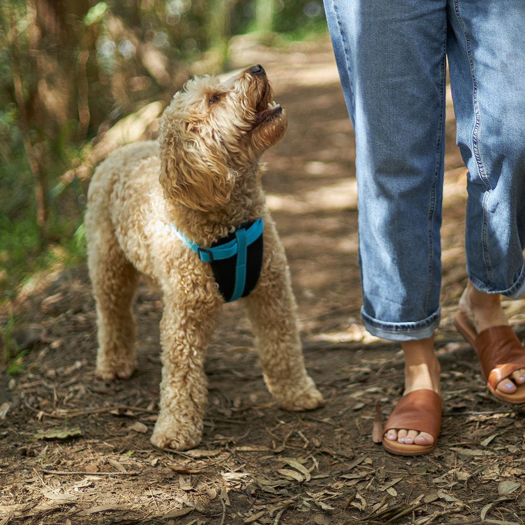 Classic Walking Dog Harness - Aqua