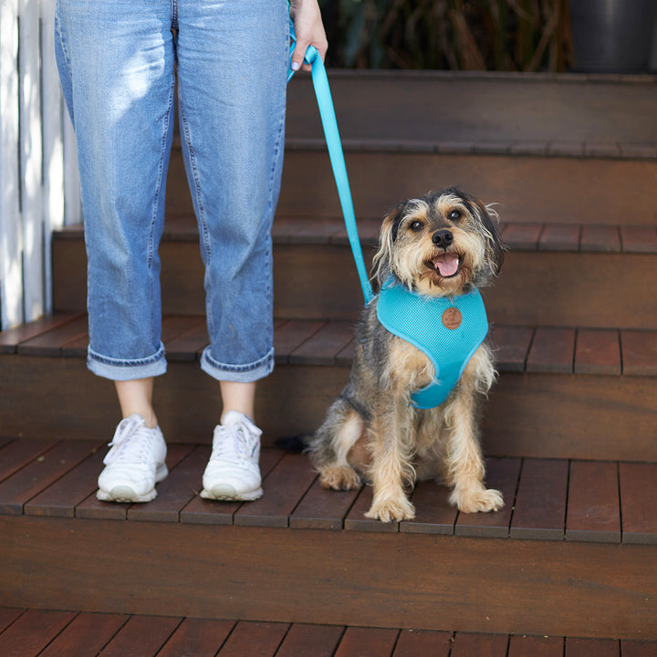 Classic Dog Lead - Aqua
