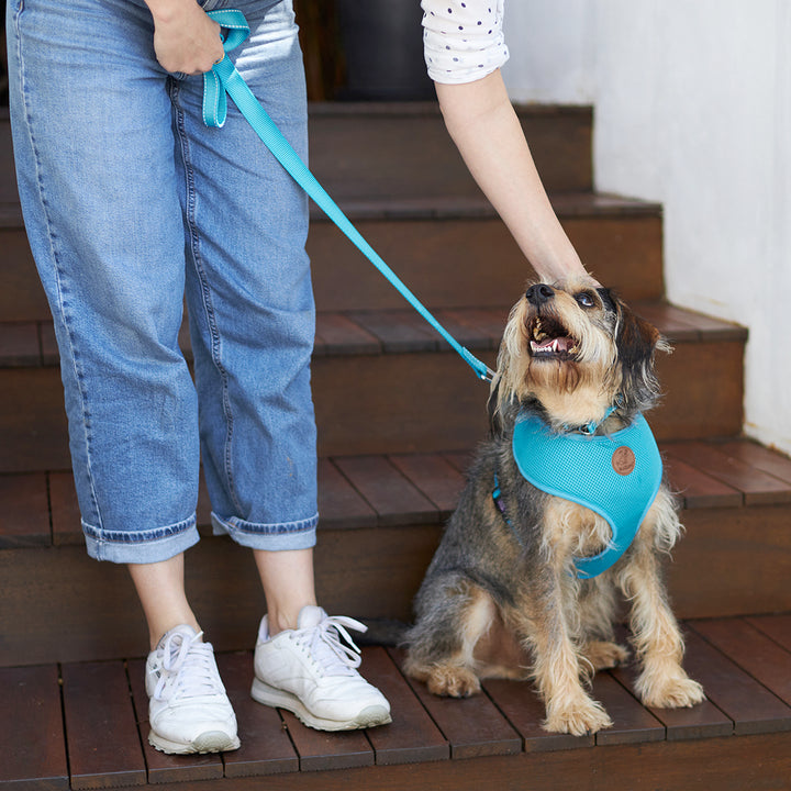 Classic Dog Lead - Aqua