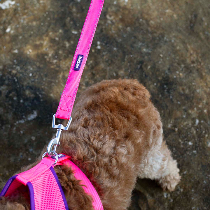 Active Soft Walking Dog Harness - Bloom Burst