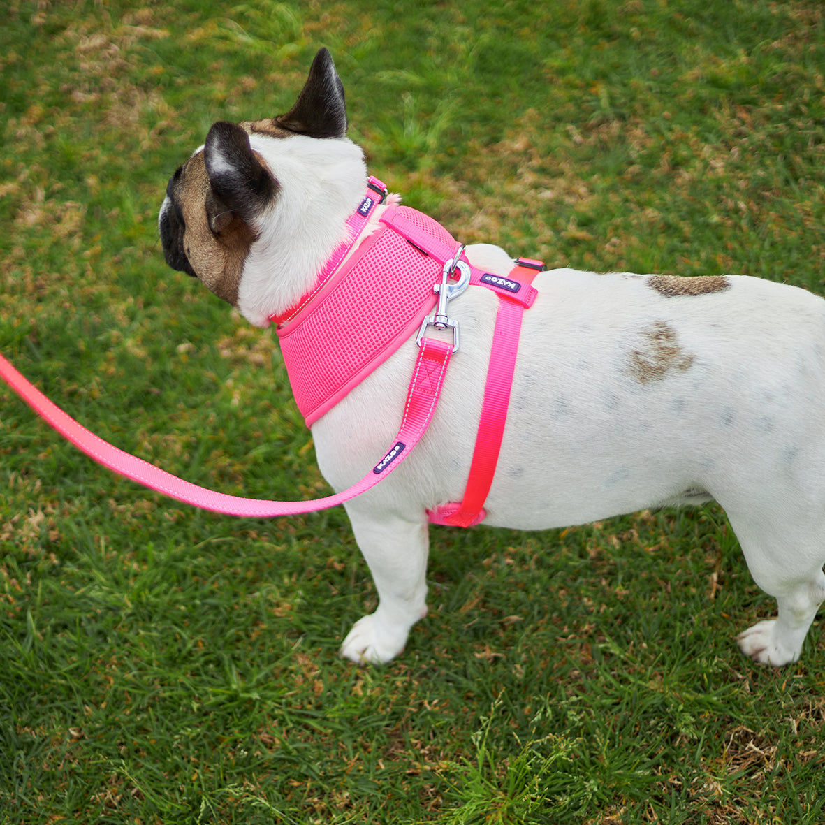 Doggie kingdom deals harness reviews