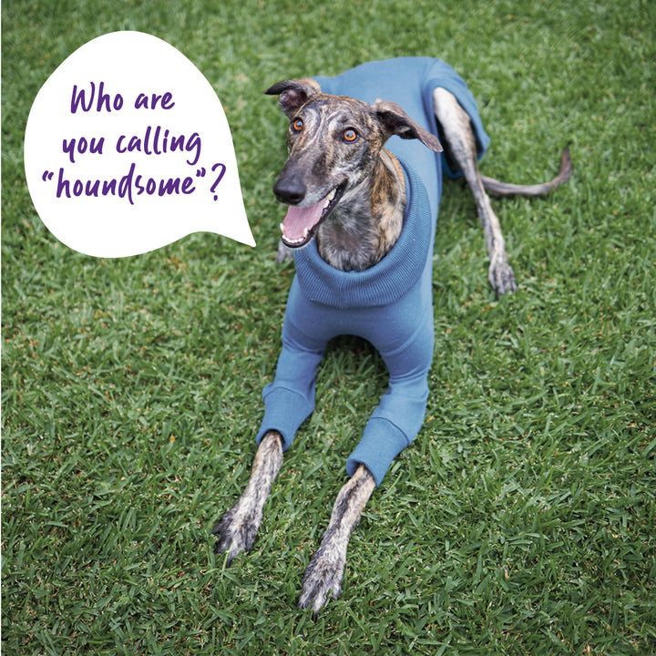 Greyhound Knit - Brighton