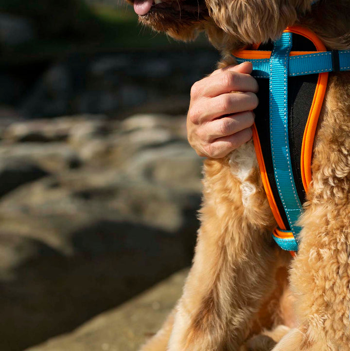 Active Walking Dog Harness - Ocean Sunrise