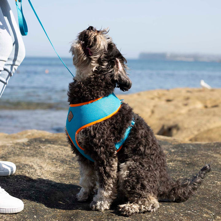 Active Soft Walking Dog Harness - Ocean Sunrise