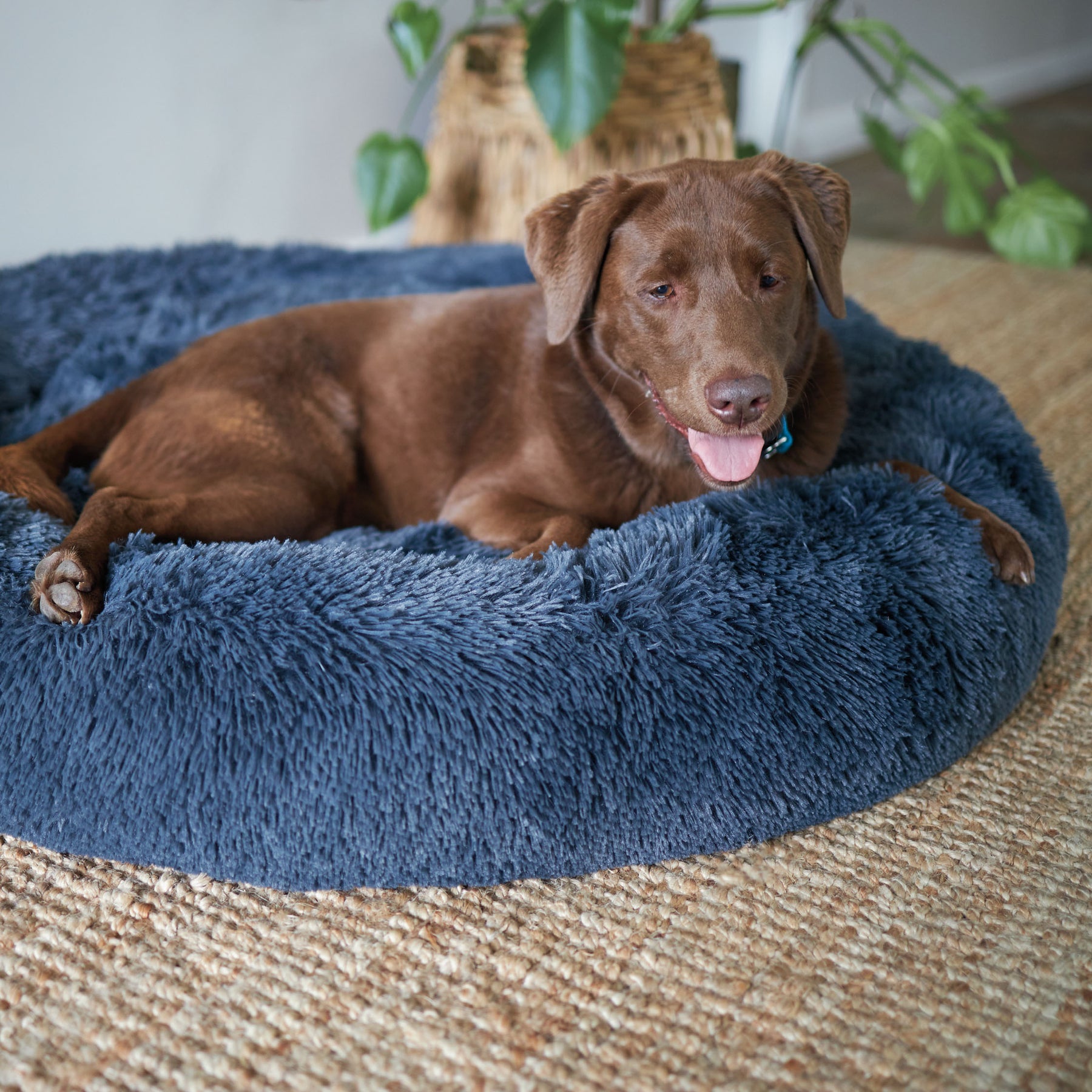 Peacock Dog Bed Storm Grey Kazoo Pet Co