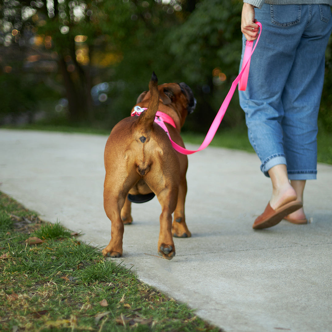 Classic Walking Harness - Pink - Kazoo Pet Co