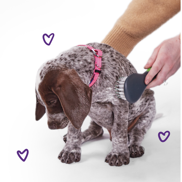 Classic Collar - Pink - Kazoo Pet Co