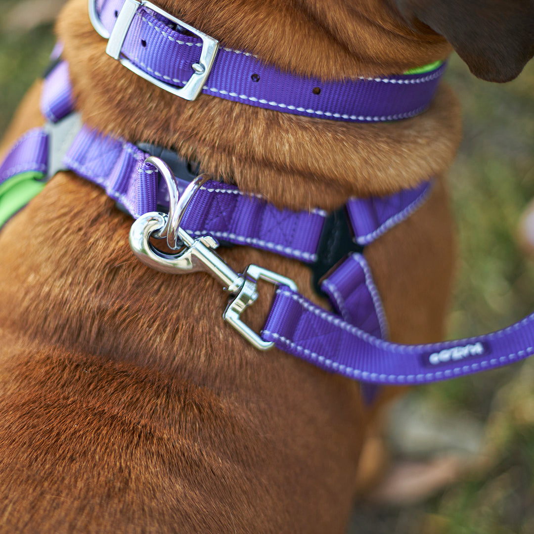 Active Collar - Purple & Lime - Kazoo Pet Co