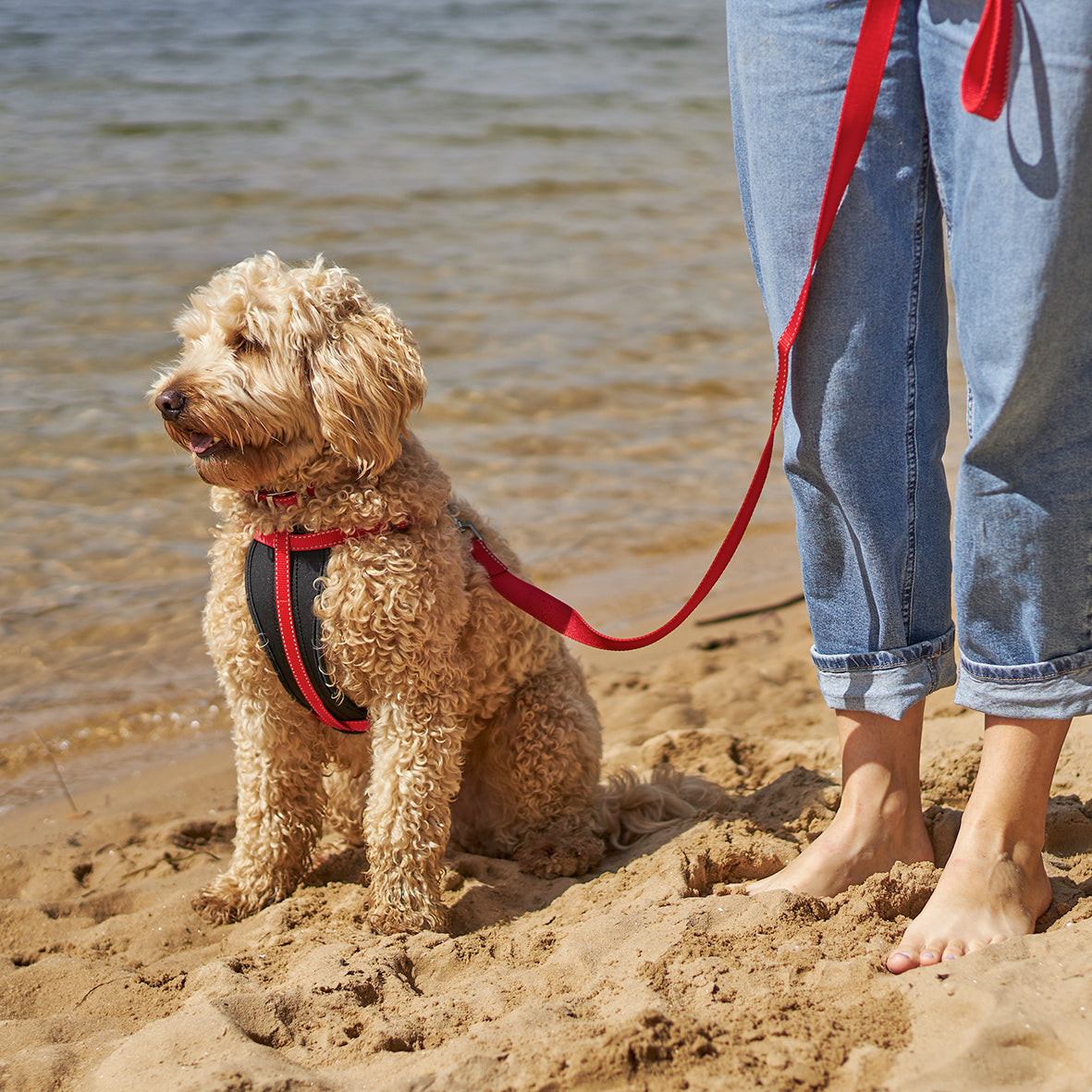 Classic Walking Harness - Red - Kazoo Pet Co