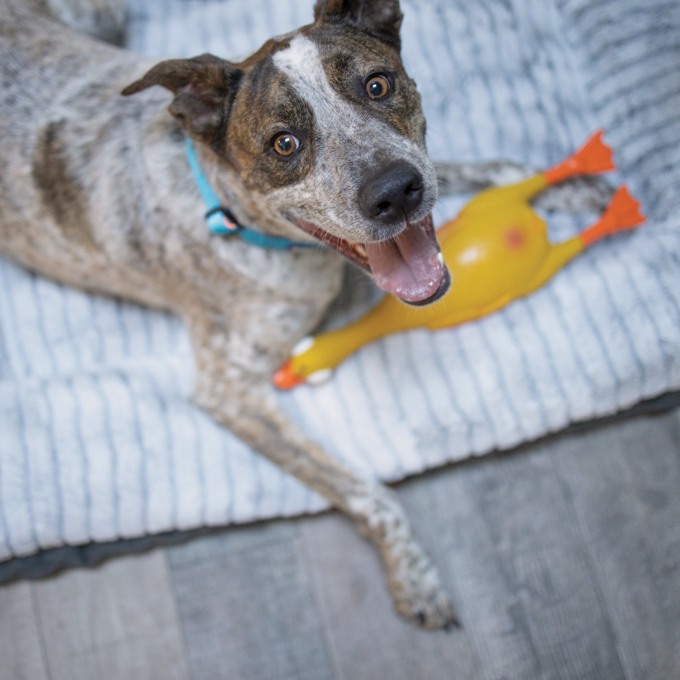 Squeaky dog deals toys australia
