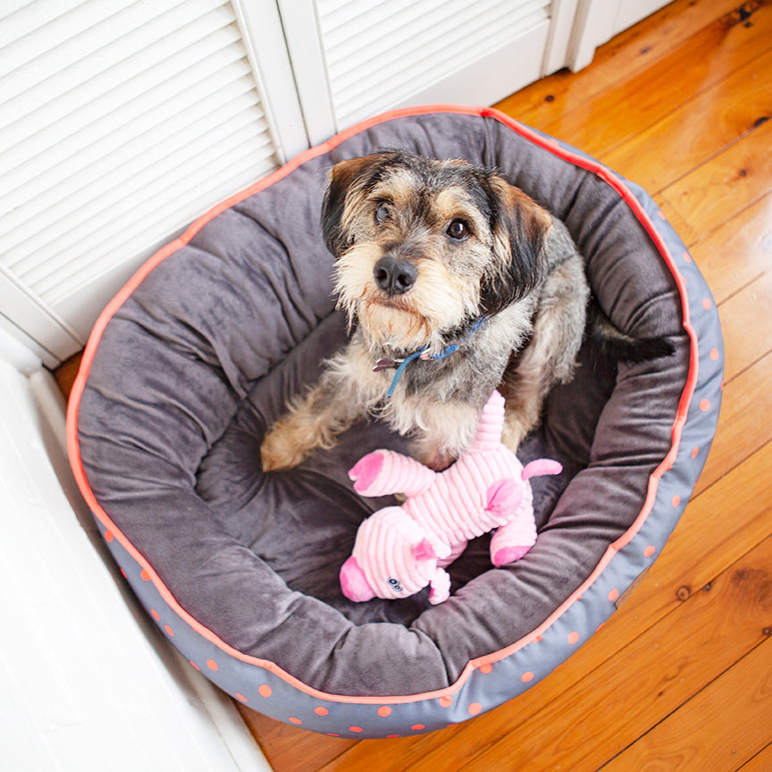 Furries - Funky Pig - Kazoo Pet Co